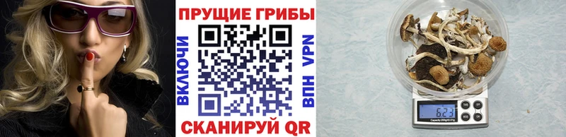 Псилоцибиновые грибы Cubensis Железногорск-Илимский